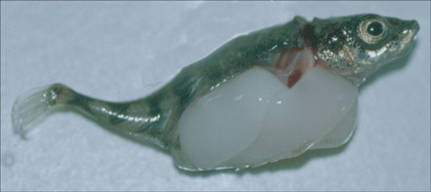 Stickleback_tapeworm