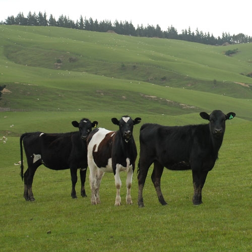Vacas Neozelandesas meditando sobre la conveniencia de exportar su leche a Chile